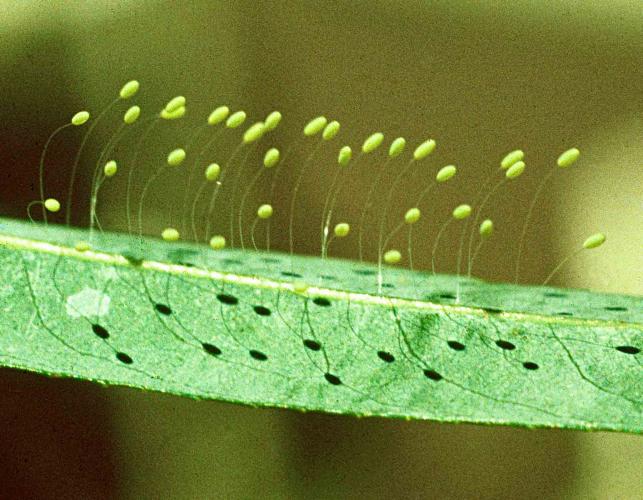 Green lacewings' eggs attached to a leaf 